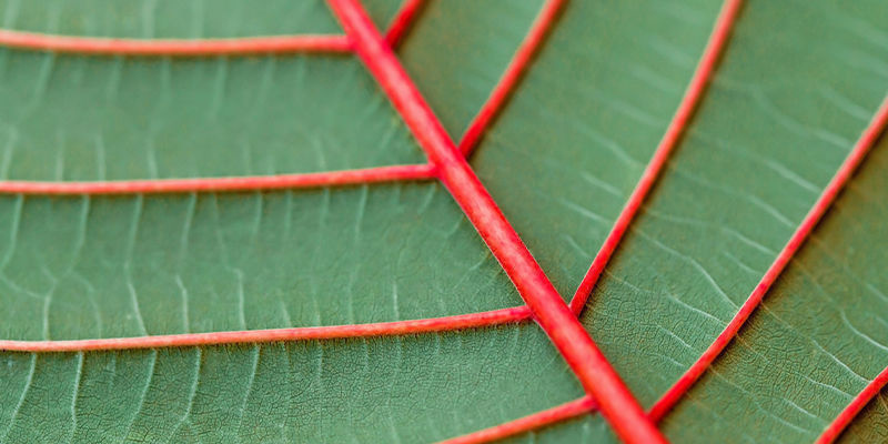 Hur många kratomfärger finns det? Hur många kratomfärger finns det?