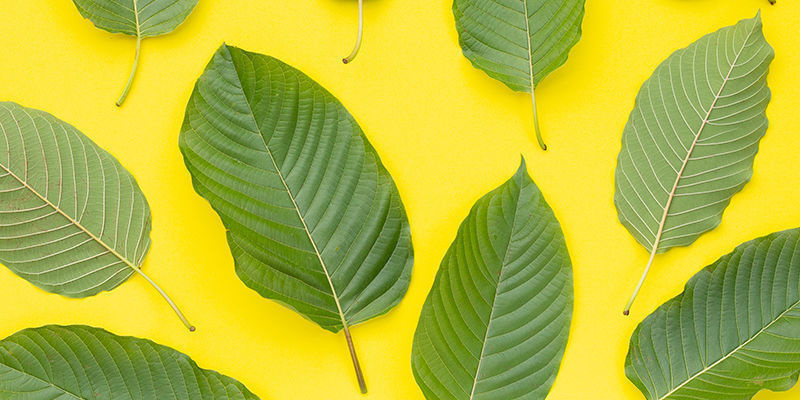 Är guld- eller gul kratom legit? Är guld- eller gul kratom legit?