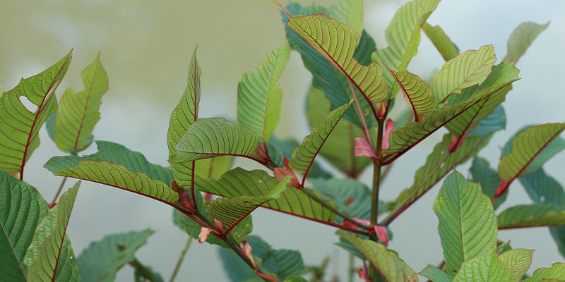 Rödådrig kratom Red vein kratom