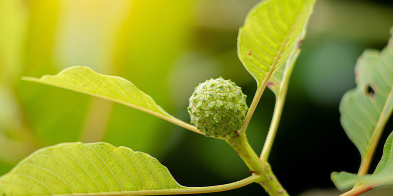 Vitådrig kratom White vein kratom
