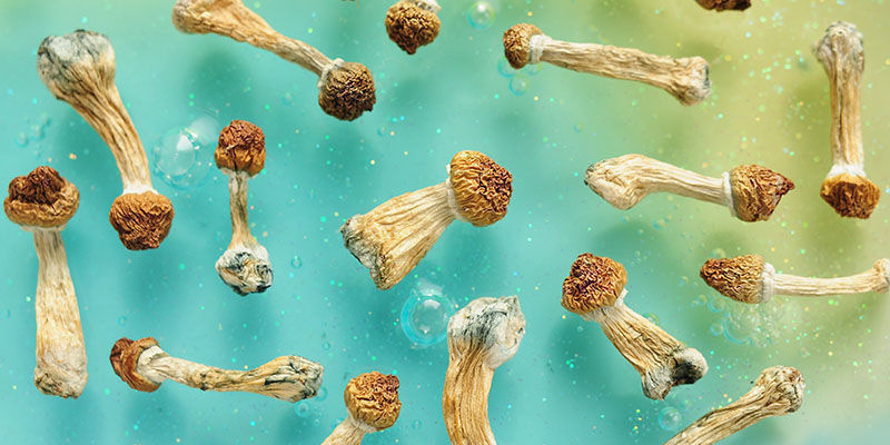 Biohacking med psykedeliska svampar Biohacking with psychedelic mushrooms