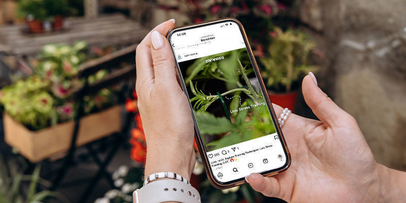 Varför riktas cannabis- och svampkonton in? Varför riktas cannabis- och svampkonton in?