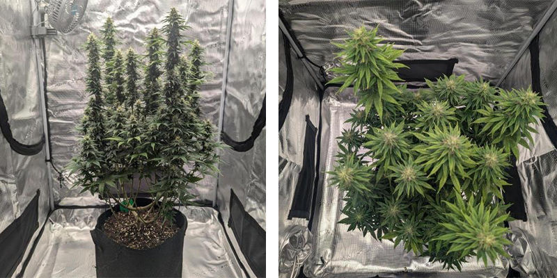 Välja rätt odlingstält för cannabis Choosing the right grow tent for cannabis