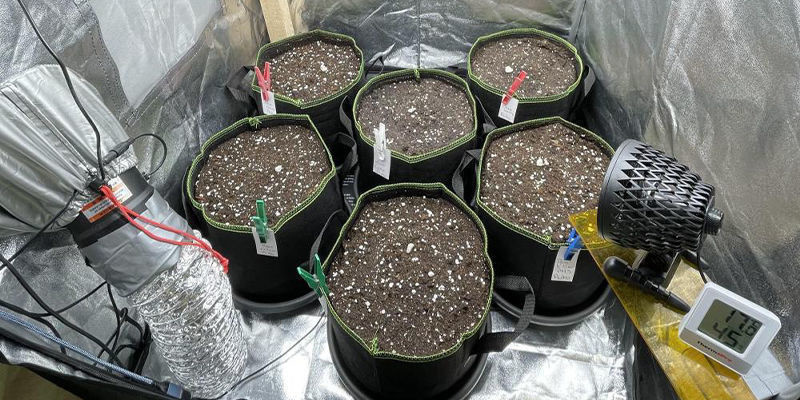 Nackdelar med att använda ett odlingstält för cannabisodling Cons of using a grow tent for cannabis cultivation
