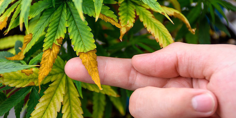 Underhåll av ditt odlingstält för cannabis Underhåll av ditt odlingstält för cannabis
