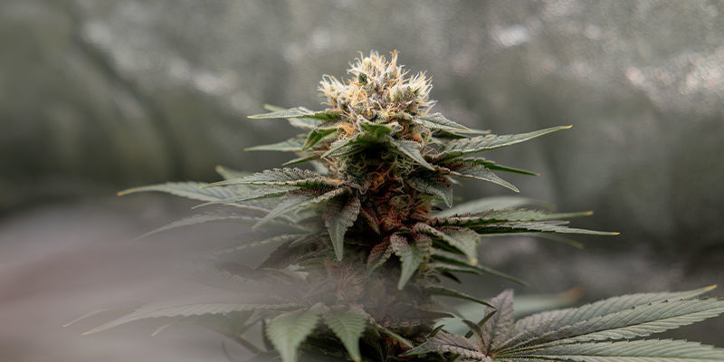 Rekommenderade sorter för ett odlingstält Recommended strains for a grow tent