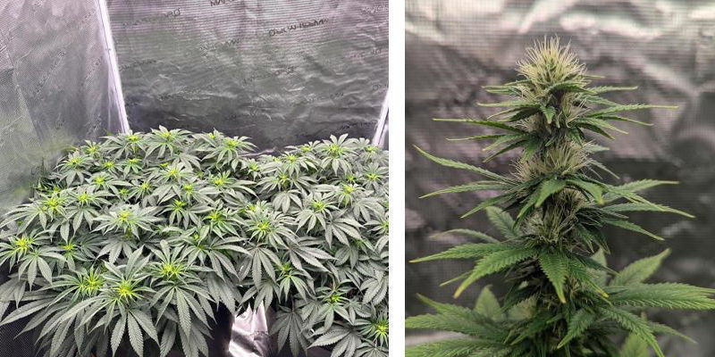 Att använda ett odlingstält för cannabis: Rekommenderas varmt Att använda ett odlingstält för cannabis: Rekommenderas varmt