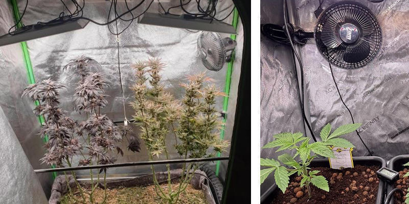 Ventilation och luftflöde i odlingstält för cannabis Ventilation och luftflöde i odlingstält för cannabis