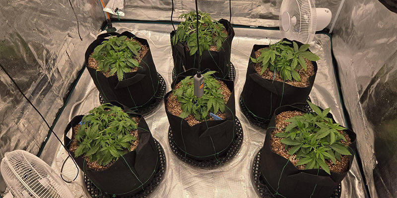 Vad är ett odlingstält för cannabis och varför ska man använda ett? Vad är ett odlingstält för cannabis och varför ska man använda ett?