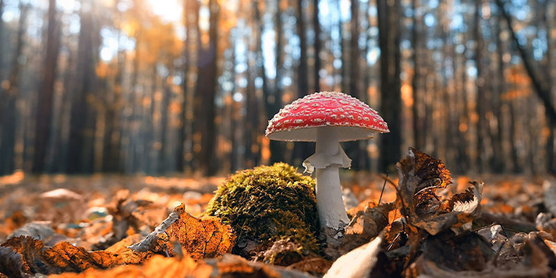 Amanita muscaria (flugsvamp) Amanita muscaria (fly agaric)