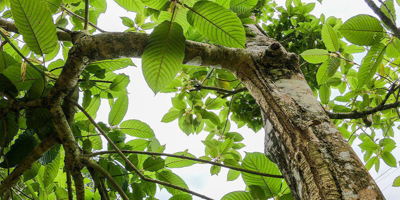 Lär känna kratomarten Getting to know the kratom species