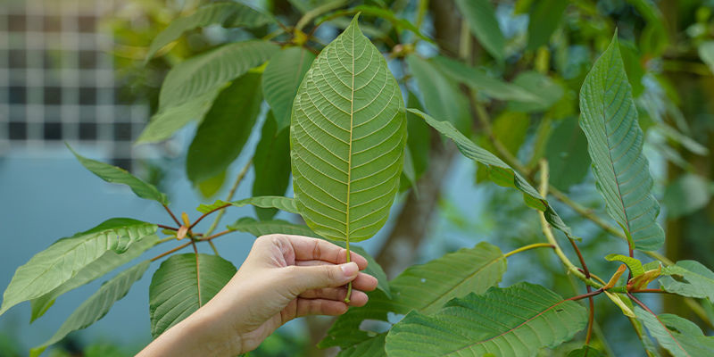 Vilka är några av gatunamnen för kratom? What are some of the street names for kratom?