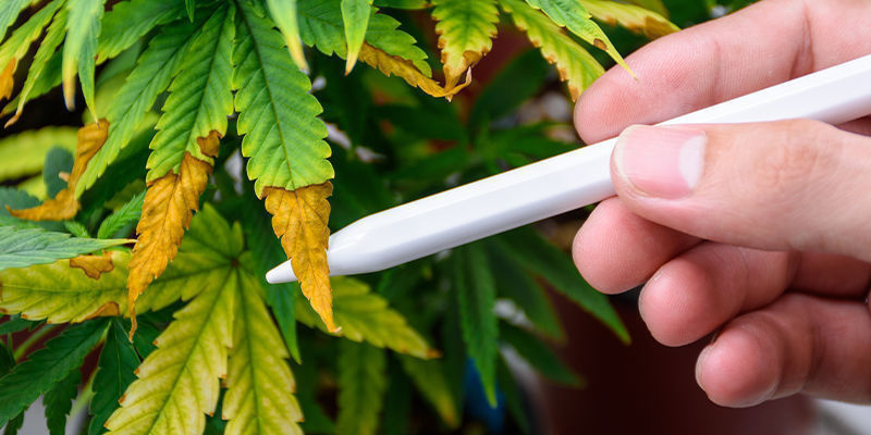 AI i skadedjursbekämpning i cannabisodling AI in cannabis pest control