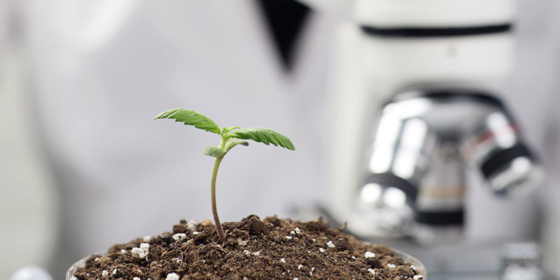 AI i utvecklingen av cannabissorter AI in cannabis strain development