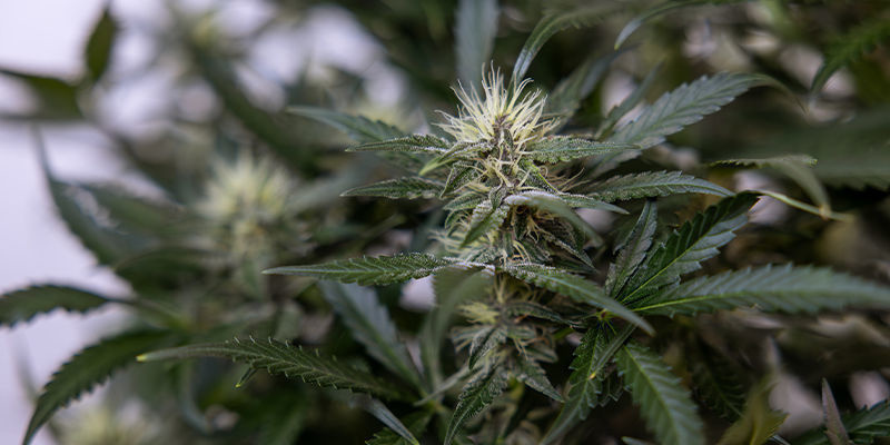AI i tillverkningen av cannabisderivat (som koncentrat och ätbara) AI i tillverkningen av cannabisderivat (som koncentrat och ätbara)