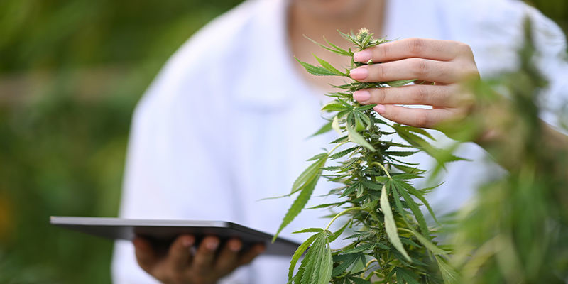 Förbättra cannabishandeln med AI Förbättra cannabishandeln med AI