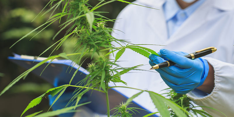 Framtida konsekvenser av AI för cannabisindustrin Framtida konsekvenser av AI för cannabisindustrin