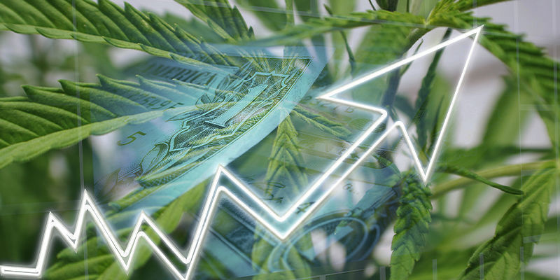 Vad har AI att erbjuda cannabisindustrin? Vad har AI att erbjuda cannabisindustrin?