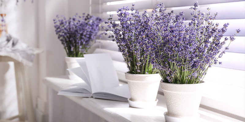 Lavender (Lavandula angustifolia) Lavender (Lavandula angustifolia)
