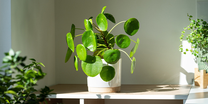 Se till att växterna får tillräckligt med ljus Provide adequate light for growth