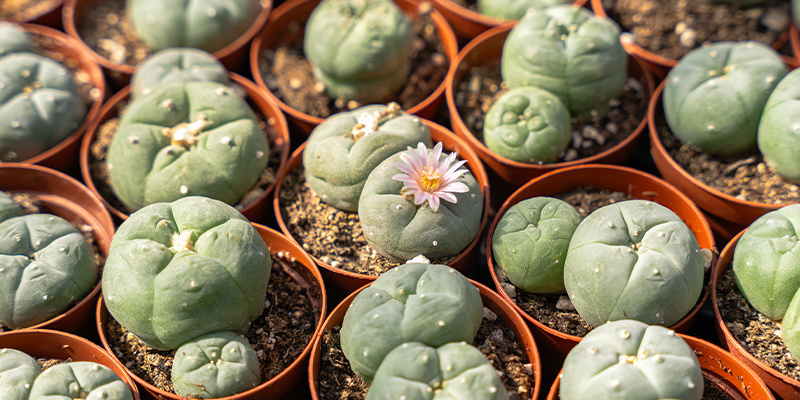 Hur ser peyote ut? What does peyote look like?