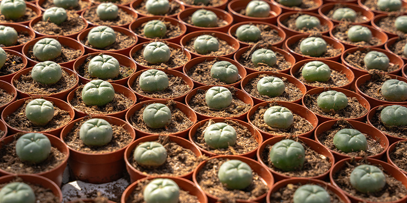 Vad är peyote? Vad är peyote?