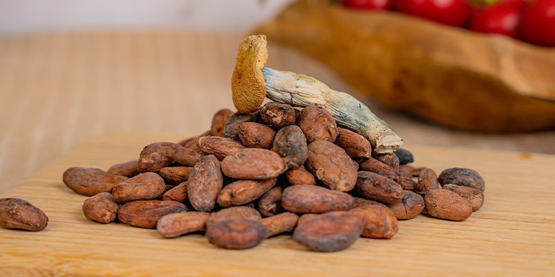 En historia om kakao och svamp: en kombination som är som gjord för varandra? A History Of Cacao And Mushrooms: A Match Made In Heaven?