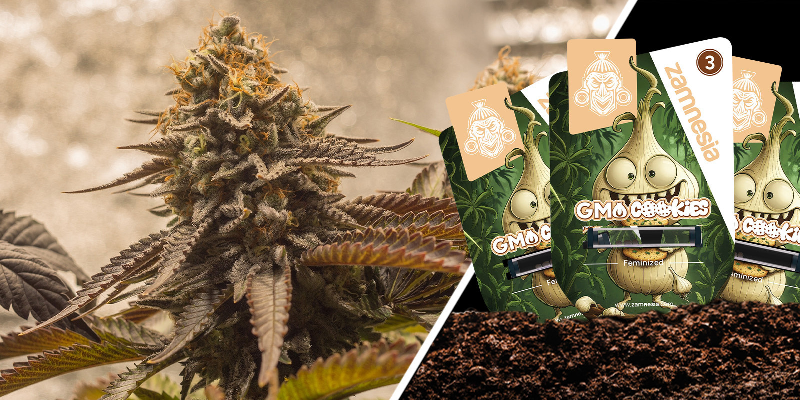 GMO Cookies: Hög och oförglömligt funky GMO Cookies: Loud and unforgettably funky