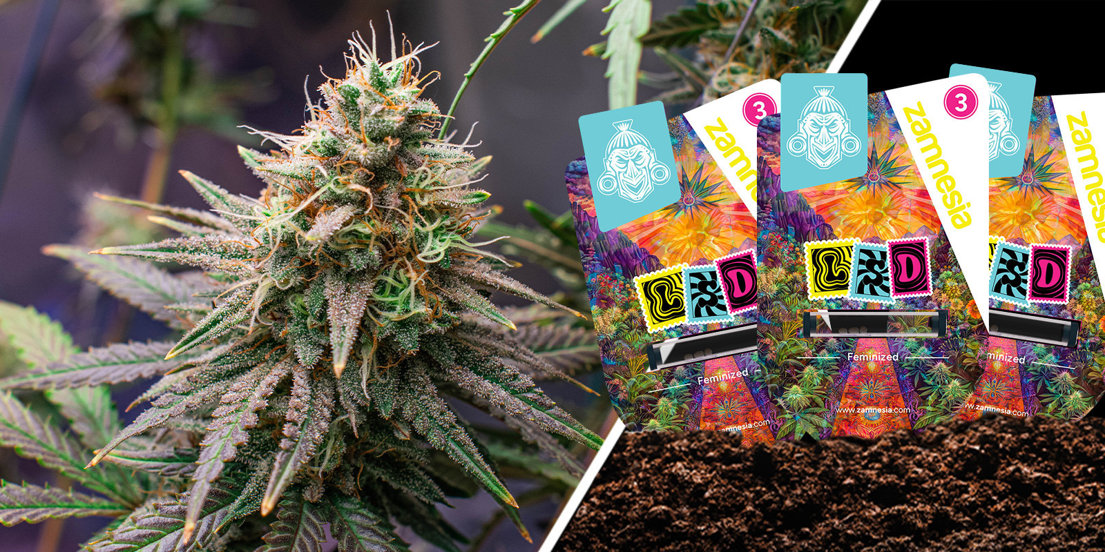 LSD: Gammaldags skunk med en psykedelisk twist LSD: Old-school skunk with a psychedelic twist