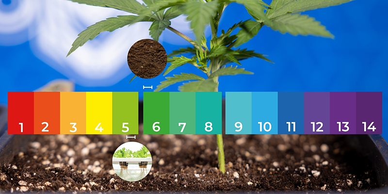 Plantor Seedlings