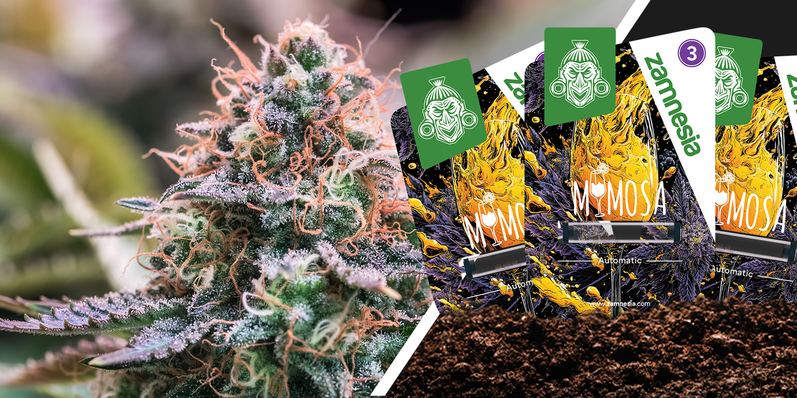 Mimosa: Citrussprak med mjuk landning Mimosa: Citrus sparkle with a smooth landing