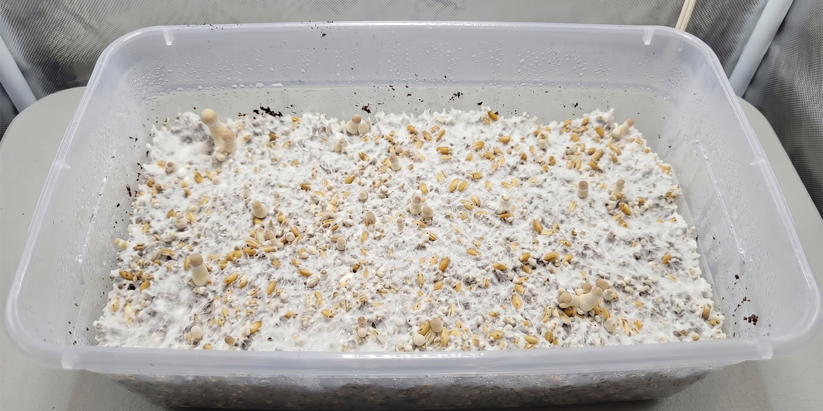 Shoebox Tek fruiting conditions explained