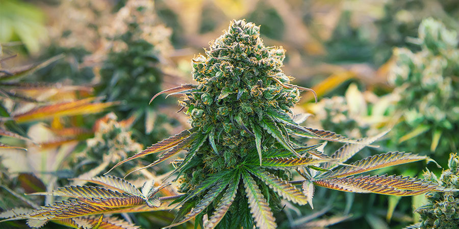 Cannabissorter som innehåller beta-karyofylen Cannabissorter som innehåller beta-karyofylen
