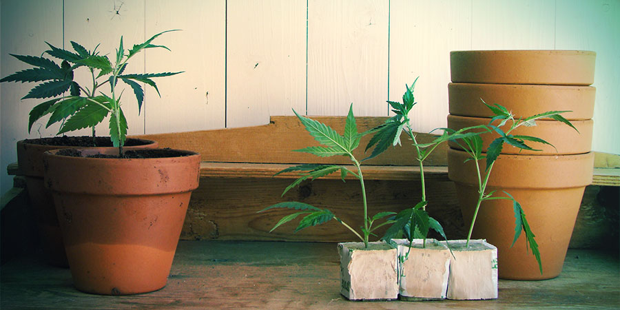 Autoflowering-sorter passar för både inomhus- och utomhusodling Autoflowering-sorter passar för både inomhus- och utomhusodling