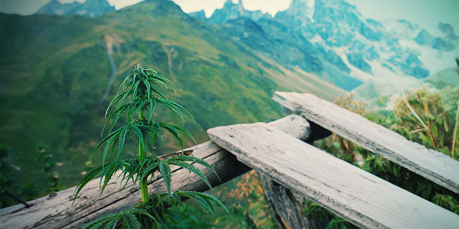 Autoflower-sorter gör odling enkel Autoflower cannabisfrön gör odling enkel