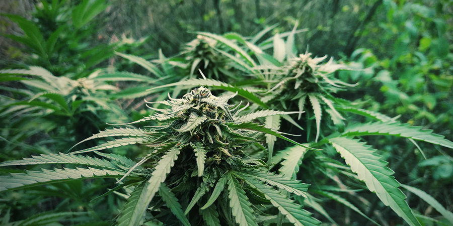 Det kostar inte mycket att odla Autos Det kostar inte mycket att odla Autoflower cannabis