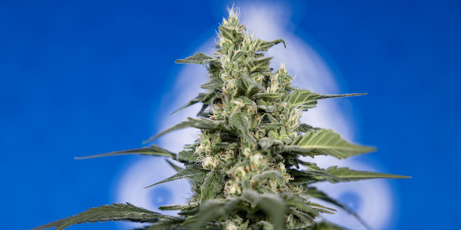 Bör du odla din egen cannabis? Bör du odla din egen cannabis?