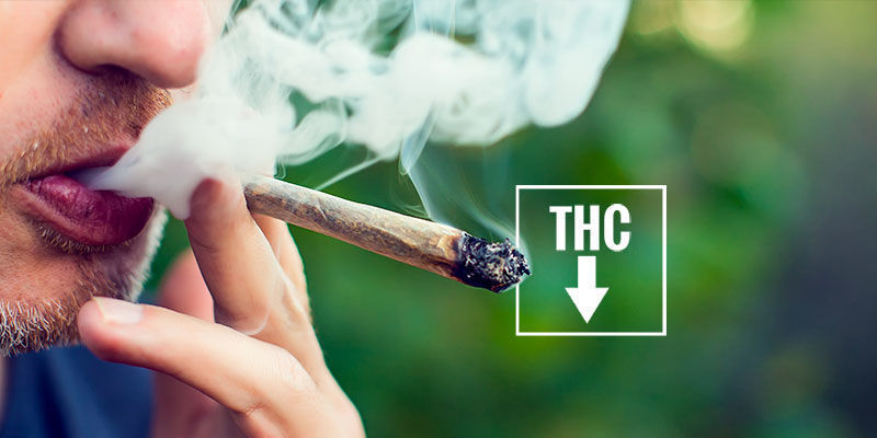 Så minskar du risken för röda ögon av cannabis Hur du undviker röda ögon av cannabis