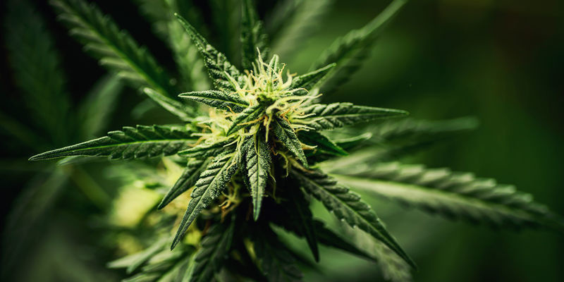 Bästa cannabissorterna för att skratta Bästa cannabissorterna för att skratta
