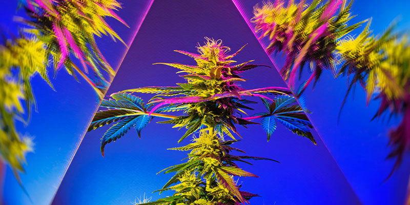 Kan ätbara produkter locka fram cannabiss sanna psykedeliska sida? Kan ätbara produkter locka fram cannabiss sanna psykedeliska sida?