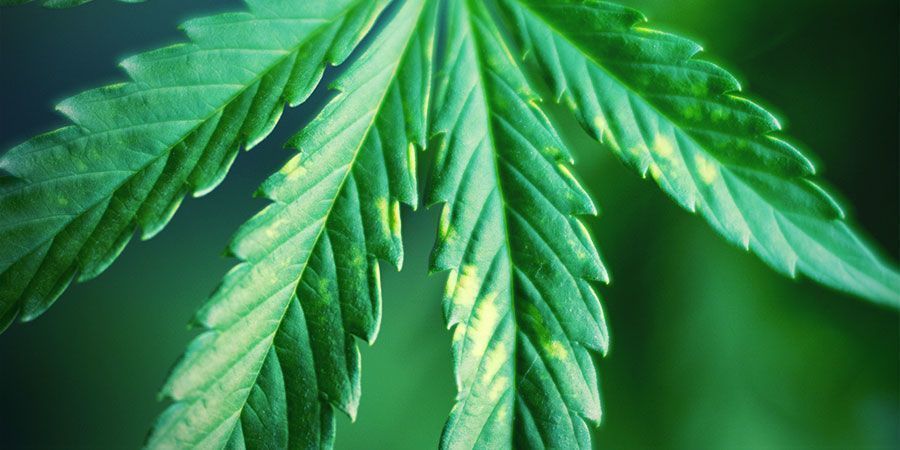 Håll ständigt utkik efter tecken på ljusstress Håll ständigt utkik efter tecken på ljusstress – cannabisplantor