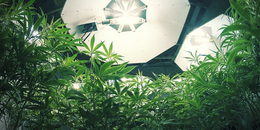 HID-lampor HID-lampor – cannabisplantor
