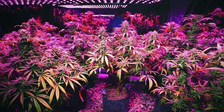 LED-lampor – cannabisplantor