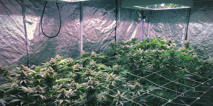 LEC-lampor LEC-lampor – cannabisplantor