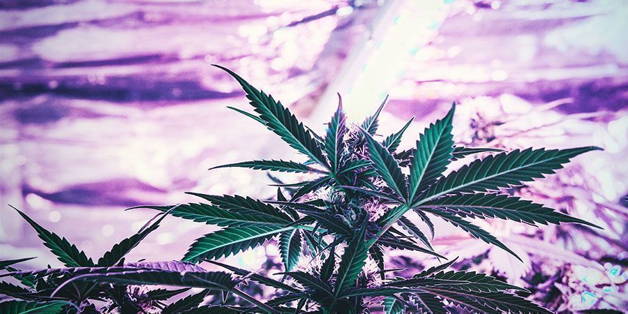 Bör du fortsätta justera upphängningshöjden på dina odlingslampor? Bör du fortsätta justera upphängningshöjden på dina odlingslampor? Cannabisplantor
