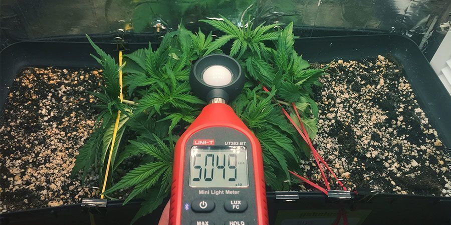 Använd en luxmätare eller PAR-mätare Use A Lux Meter Or PAR Meter - Cannabis Plants