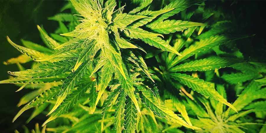 Vilka är tecknen på ljusstress? Vilka är tecknen på ljusstress? Cannabisplantor