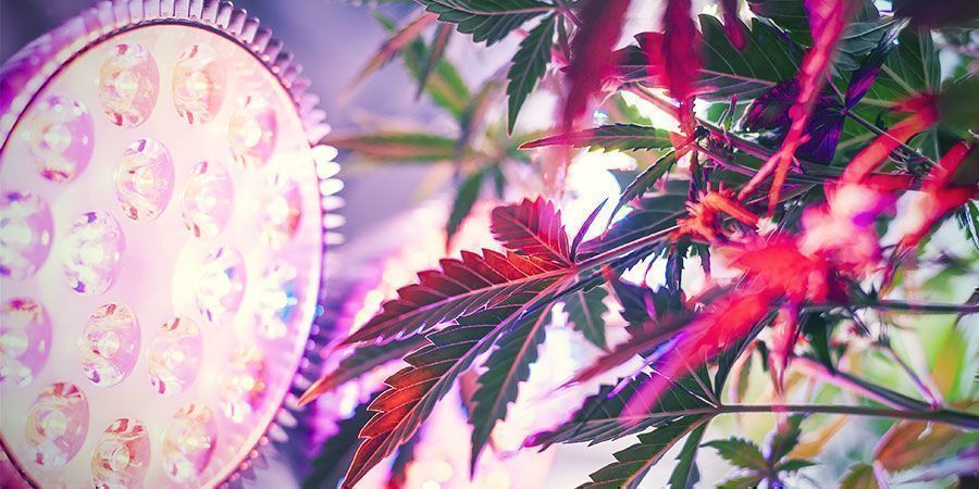 Varför spelar avståndet till odlingslampan roll? Varför spelar avståndet till odlingslampan roll? Cannabisplantor