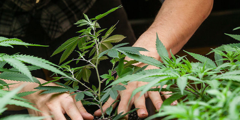 Hur mycket CO₂ behöver du för att odla cannabis? How Much CO₂ Do You Need To Grow Cannabis?