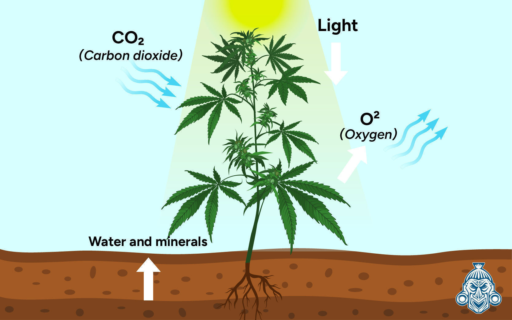 Varför är koldioxid (CO₂) viktigt för cannabisplantor? Varför är koldioxid (CO₂) viktigt för cannabisplantor?